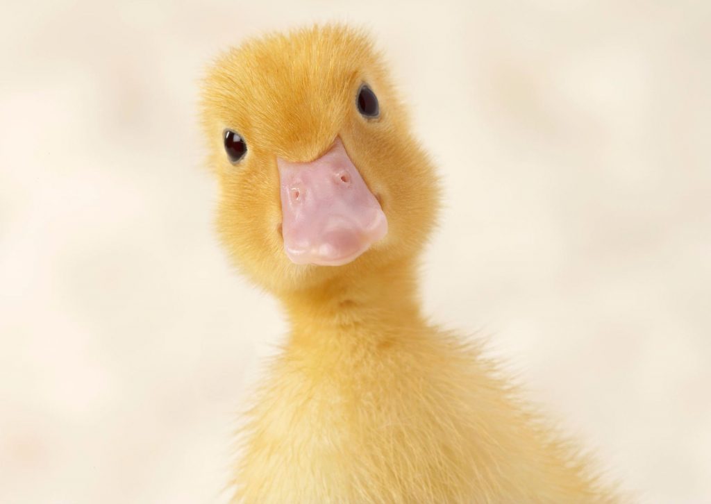 Keep Calm And Quack